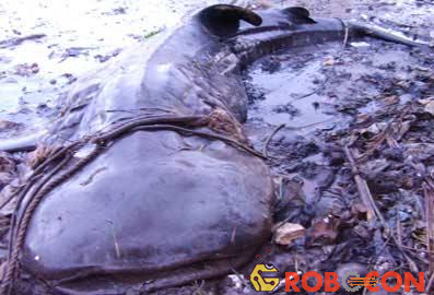 Con cá Sà Sứa khổng lồ bắt được ở gần Côn Đảo