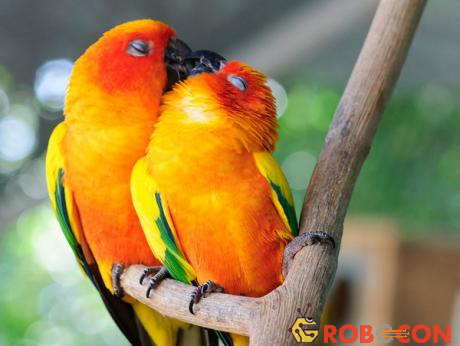 Chúc cho tình yêu của cặp đôi vẹt luôn rực rỡ như chính bộ lông của chúng vậy