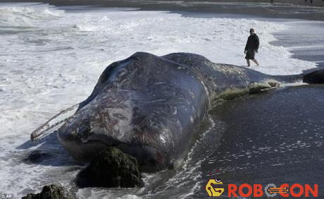 Xác cá nhà táng khổng lồ thứ 17 trôi dạt vào bờ biển Mỹ trong vòng 40 năm