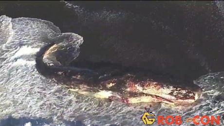 Xác cá nhà táng khổng lồ thứ 17 trôi dạt vào bờ biển Mỹ trong vòng 40 năm