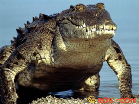 Cá sấu là cá thể lớn nhất trong các loài bò sát còn tồn tại đến nay