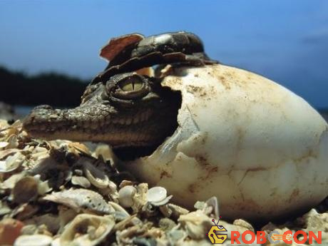 Cá sấu sinh sản bằng cách đẻ trứng