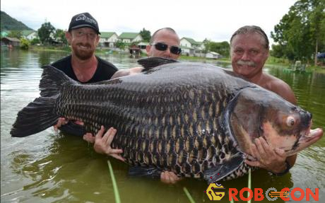 Con cá chép lớn nhất thế giới nặng hơn 100kg.