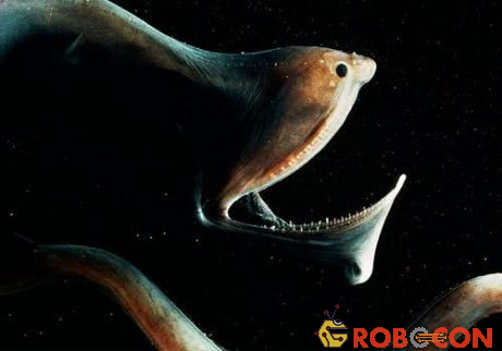 Rắn biển có thể phát sáng ở phần đuôi