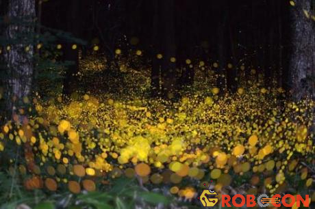 Fireflies phát ra ánh sáng để tìm bạn đời
