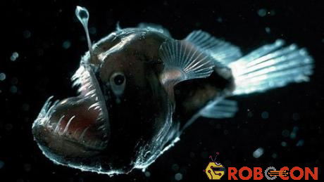 Cá anglerfish phát sáng để dụ con mồi