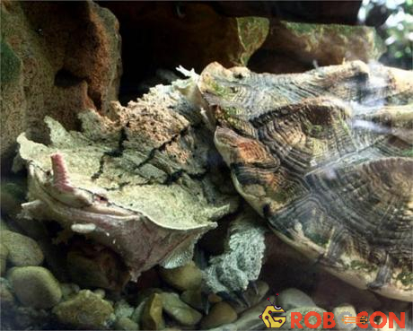 Rùa gai Mata - Loài rùa xấu xí nhất hành tinh