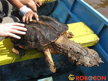 Rùa gai Mata - Loài rùa xấu xí nhất hành tinh