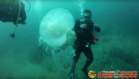 Thợ lặn gặp sứa khổng lồ to hơn người cực hiếm - 2