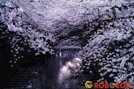 Cảm nhận vẻ đẹp của Nhật Bản qua từng bức ảnh hoa anh đào