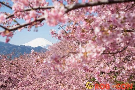 Cảm nhận vẻ đẹp của Nhật Bản qua từng bức ảnh hoa anh đào