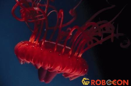 Vẻ đẹp màu đỏ-hồng ngọc của loài sứa Atolla, nó có thể phát quang sinh học rực rỡ để cảnh báo những động vật ăn thịt
