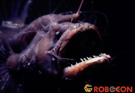 Cá vảy chân (anglerfish) thu hút con mồi bằng cách lúc lắc những cái râu trên đầu của nó.