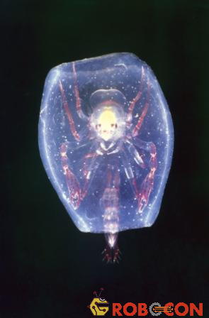Loài động vật trông như quả cầu phát sáng thuộc nhóm động vật giáp xác chân hai loại (amphipod) Phronima, nó có thể sản suất chất keo sệt tựa như cái thùng bao quanh cơ thể.