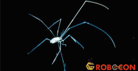 Loài động vật đẳng túc (isopod) trông như con nhện với nhiều chân dài gai góc.