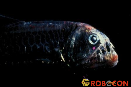 Cá rắn Chauliodus sloani - một trong những động vật săn mồi dữ tợn nhất vùng biển sâu.