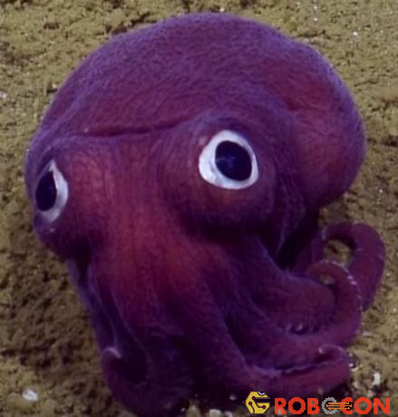 Con vật mắt tròn với “nước da” tím đậm, là sự kết hợp giữa bạch tuộc và mực 