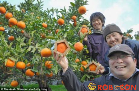 Những người nông dân Nhật Bản vui vẻ bên thành quả mình đạt được