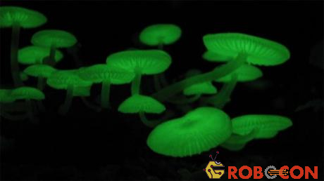 Nấm phát quang sinh học (Mycena chlorophos) sống ở môi trường cận nhiệt đới của châu Á, Australia và Brazil.