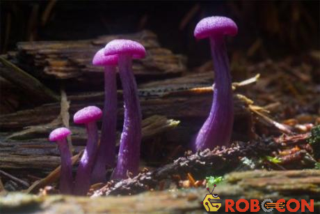 Laccaria amethystina là loài nấm có màu tím, sống ở các khu rừng thuộc Bắc Mỹ, Trung Mỹ, Nam Mỹ, châu Âu và châu Á.