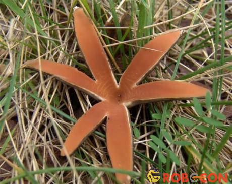 Nấm xì gà của quỷ (Chorioactis geaster) là một loài nấm rất hiếm, chỉ được tìm thấy ở một số khu vực của Texas và Nhật Bản