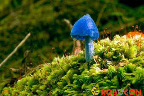 Nấm Entoloma hochstetteri có kích thước nhỏ, màu xanh dương, thường được nhìn thấy ở New Zealand và Ấn Độ.