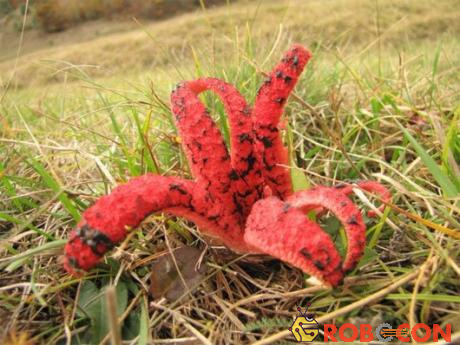 Nấm lỗ chó bạch tuộc (Clathrus archeri) là loài nấm kỳ lạ có nguồn gốc từ Australia và Tasmania.