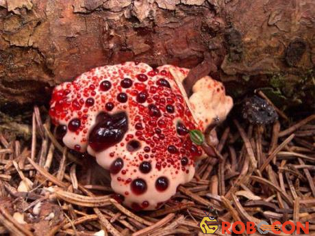 Những giọt chất lỏng dính và có màu đỏ chảy ra từ loài nấm này khiến người ta liên tưởng đến những giọt máu.
