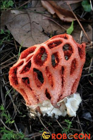 Nấm lồng đỏ (Clathrus ruber) là loài nấm có hình dáng kỳ dị như những sinh vật lạ trong bộ phim người ngoài hành tinh, hoặc giống một con quái vật xốp mọc ra từ những những khối nấm trắng có hình giống quả trứng.
