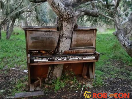 Cây xuyên qua đàn piano cũ trong trường Đại học California. 