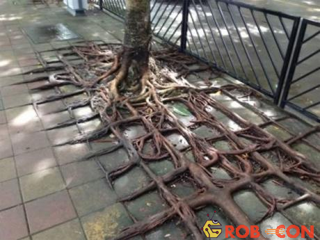Cây có bộ rễ viền quanh các viên gạch trên vỉa hè ở Trung Quốc.