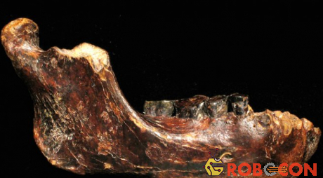 Vài răng vẫn tồn tại trên mẩu hóa thạch xương hàm Bành Hổ 1