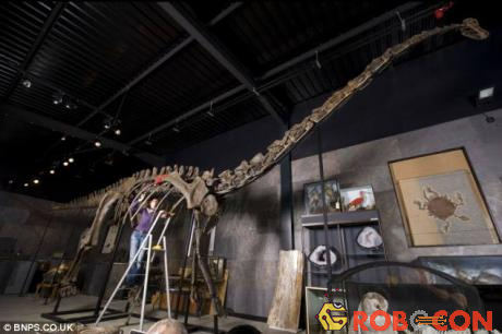 Đây là một trong những loài động vật lớn nhất đã đi bộ trên trái đất khoảng 150 triệu năm trước đây