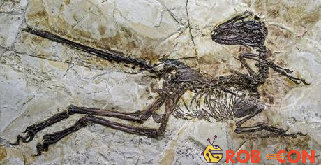 Hóa thạch khủng long có cánh lớn nhất này hầu như còn đầy đủ