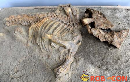 Hóa thạch được tìm thấy của khủng long Sinoceratops Zhuchengensis