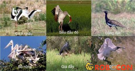 Một số loài chim quý có ở Việt Nam
