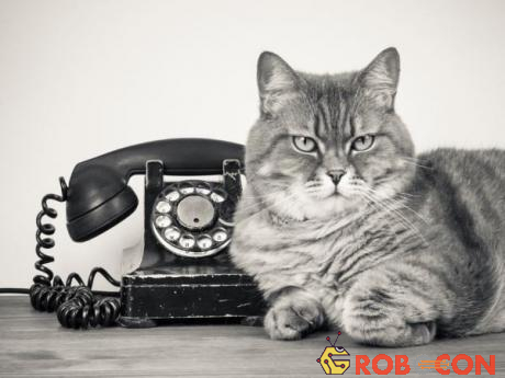 Phương pháp biến mèo thành điện thoại có thể sử dụng cho những môi trường bị cách âm.