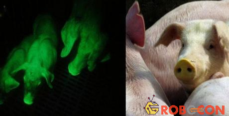 Các nhà khoa học Đài Loan đã tiến hành cấy dữ liệu gene vào phôi của lợn.