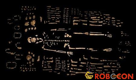 Xương hóa thạch của loài người mới được tìm thấy ở Nam Phi