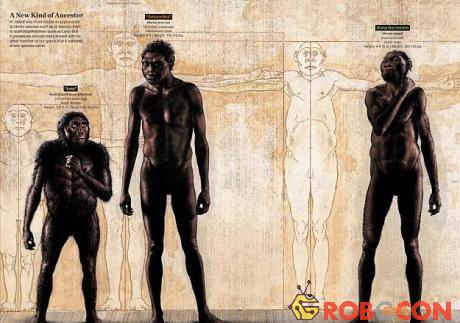 So sánh tổng thể hình dáng bên ngoài của người H. naledi (phải) với người đứng thẳng (H. erectus) và vượn người phương Nam (trái).
