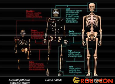 Cấu trúc xương của người Hôm naledi (giữa) so với vượn người phương Nam (Australopithecus) và người hiện đại (Homo sapien).