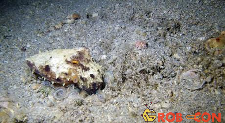 Con bạch tuộc con bị bắt gặp dưới đáy biển