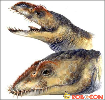 Mô tả về cái đầu và cổ của một con Umoonasaurus trưởng thành (trên) và chưa trưởng thành (dưới)