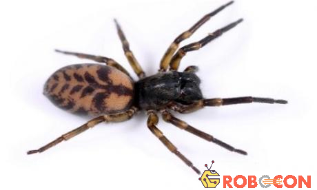 Loài nhện ma biết bay trên đảo Robinson Crusoe, ngoài khơi Thái Bình Dương.