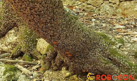 Theo Amusing Planet, những con bướm trên đảo Rhodes có tên Euplagia quadripunctaria rhodosensis, xuất hiện hàng năm sau mùa mưa vào cuối tháng 5. Chúng phủ kín toàn bộ thung lũng, tạo thành một tấm thảm dày đẹp mắt.