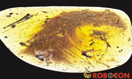 Sau khi nghiên cứu chi tiết bằng phương pháp chụp cắt lớp vi tính và quan sát qua kính hiển vi, nhóm nghiên cứu của Xing nhận thấy đây là một chiếc đuôi hoàn chỉnh còn nguyên lông vũ của loài khủng long coelurosaur (thằn lằn đuôi rỗng), có họ với khủng long bạo chúa.