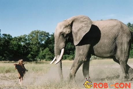 Trong khi hầu hết trẻ em sẽ vô cùng hoảng hốt khi nhìn thấy chú voi Abu, Tippi dường như rất thoải mái
