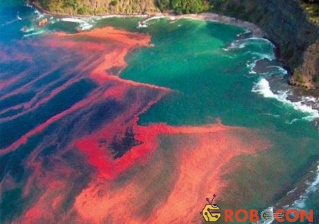 HIện tượng thủy triều đỏ gây ra nhiều tác hại cho thủy hải sản