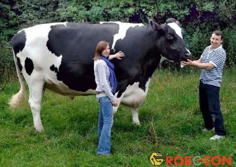 Con bò Trigger sữa có chiều cao gần 2 m và chiều dài gần 4,3 m. Con vật nặng tới 1,2 tấn hiện được nuôi tại một trang trại ở Kingswood, Herefordshire, Anh.