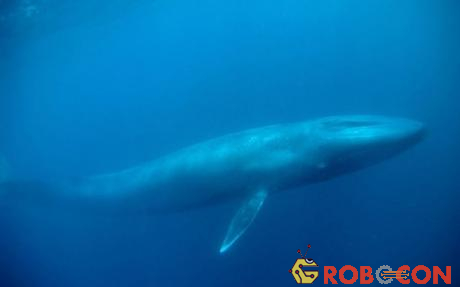Cá voi xanh là loài động vật lớn nhất trên Trái Đất hiện nay. Loài này đạt cân nặng 210 tấn và dài tới gần 30 m. Loài động vật này đang có nguy cơ tuyệt chủng, bởi chỉ còn khoảng 12,000 con ở các đại dương.